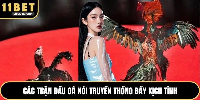 Các trận đấu gà nòi truyền thống đầy kịch tính