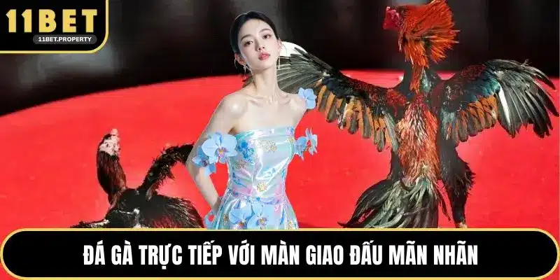 Đá gà trực tiếp với màn giao đấu mãn nhãn