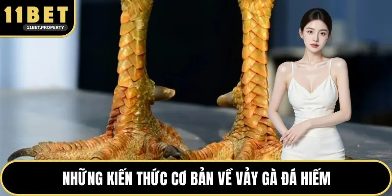 Những kiến thức cơ bản về vảy gà đá hiếm